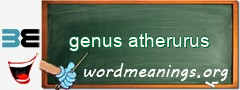 WordMeaning blackboard for genus atherurus